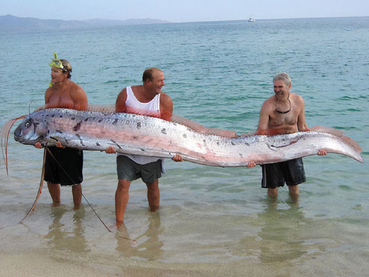 Just Found Out About The Existence Of The Giant Oarfish