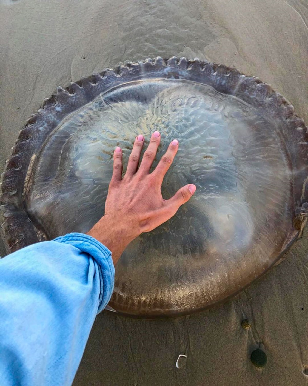 Found This Huge Jellyfish On The East Coast Of Australia