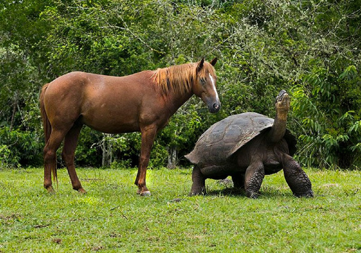 Galápagos Tortoise. One Of The Biggest Vertebrate And An Endangered Species Which Can Weigh As Much As 400 Kg And Live Up To 100 Years Old. Horse For Reference