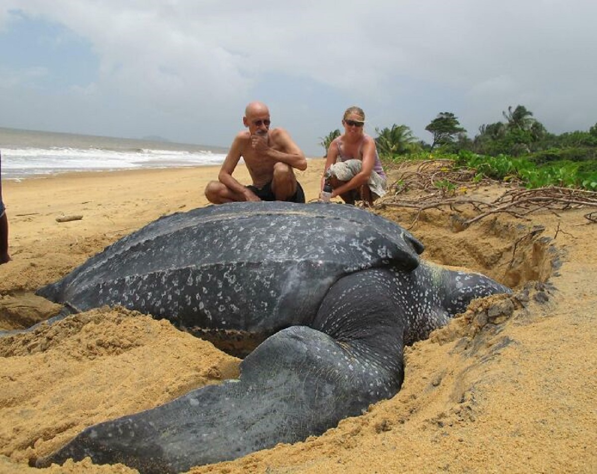 Just A Big Leatherback Sea Turtle