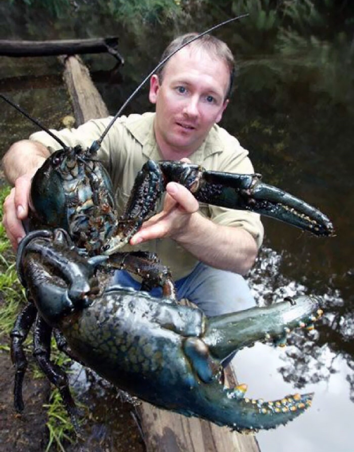 The Giant Tasmanian Freshwater Lobster Is The Largest Freshwater Invertebrate In The World