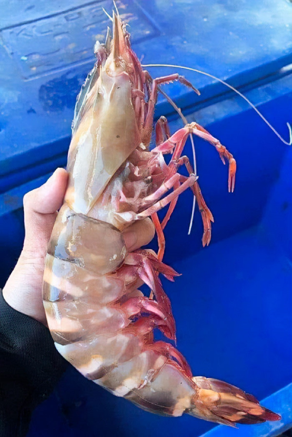 Absolute Unit Of A Prawn