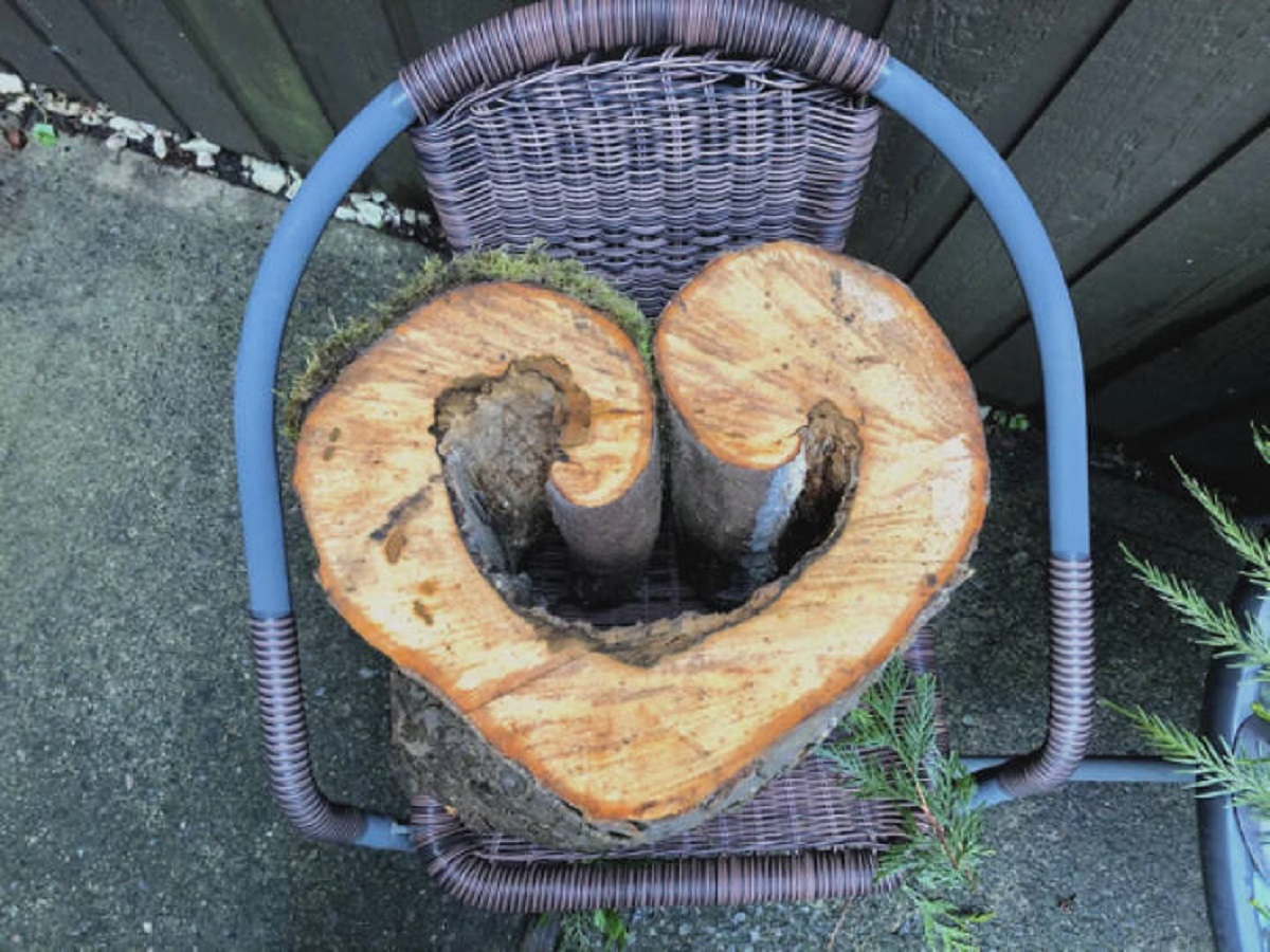 "A heart shaped log."