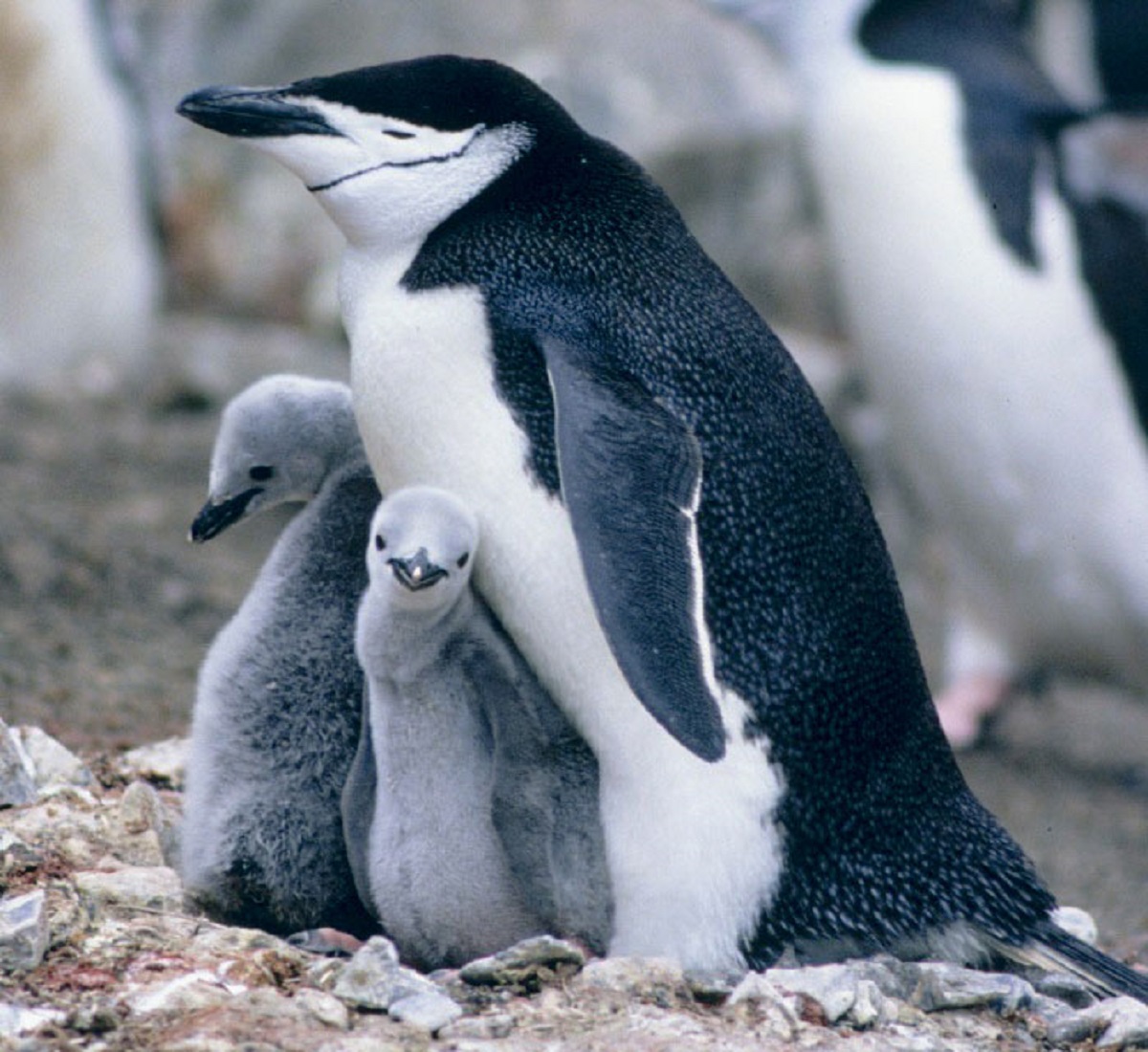 Chinstrap penguins take more than 10,000 micro-naps a day, lasting an average of 4 seconds, for a total of more than 11 hours of daily sleep