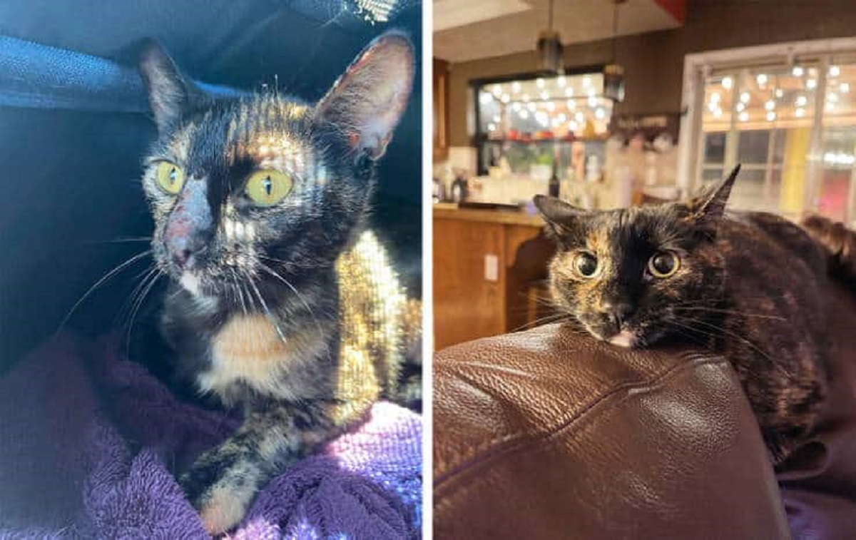 “They told us it might be cancer, but we adopted her anyway. Turns out she was just stressed out!”