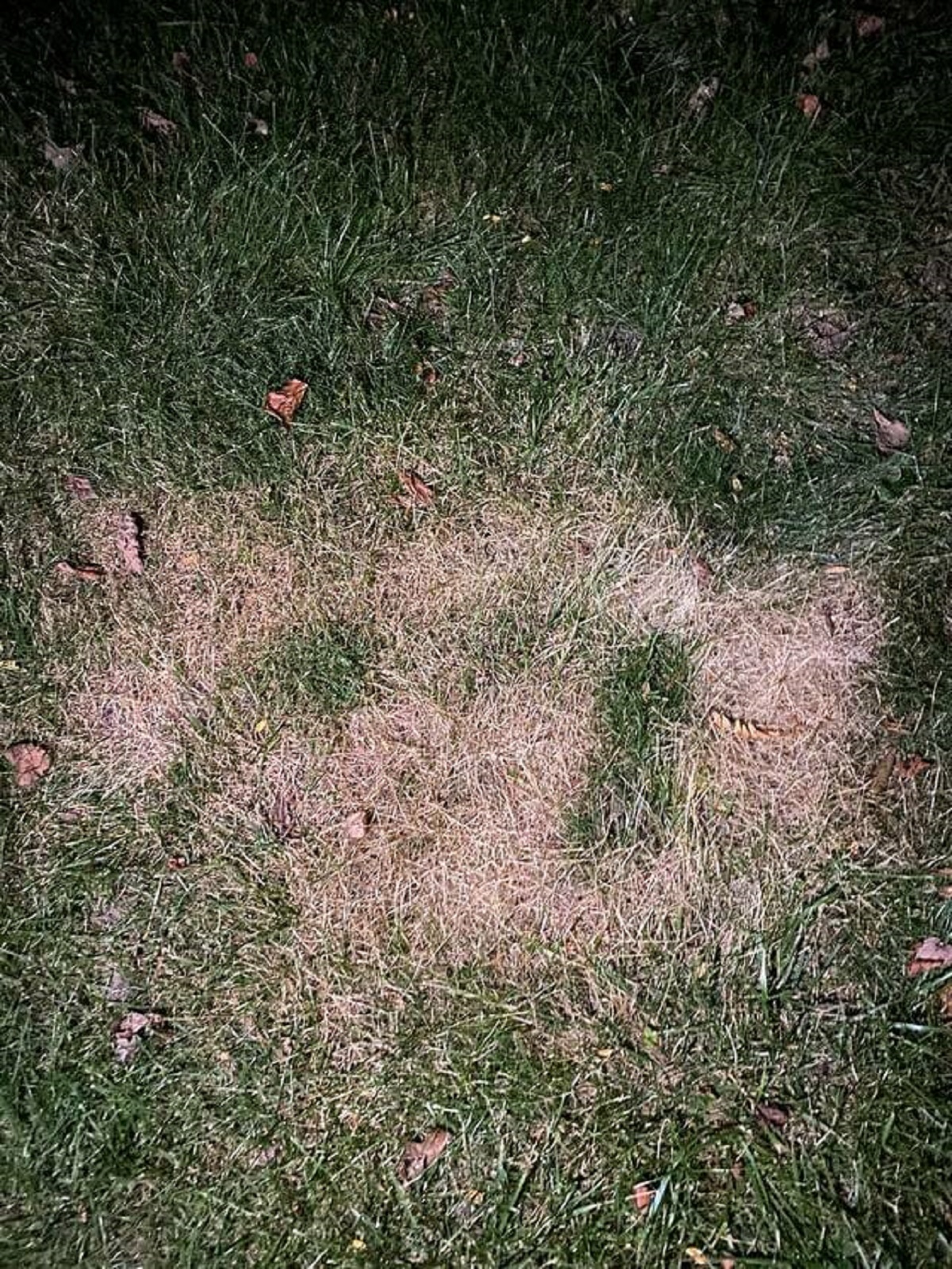 "Put on mosquito spray the other night and this is what my grass looked like the night after."