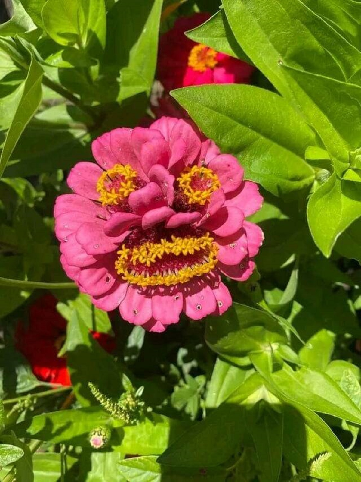 "This flower produced a little face."