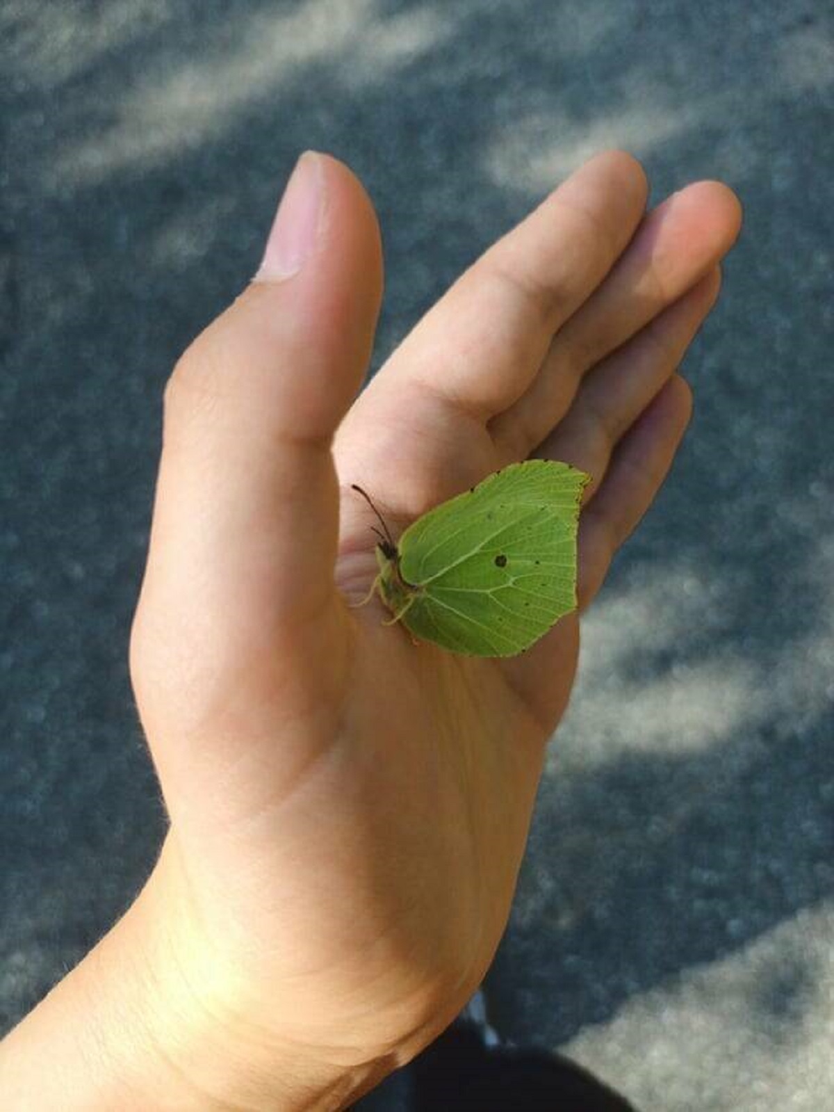 "This butterfly looks like a leaf"