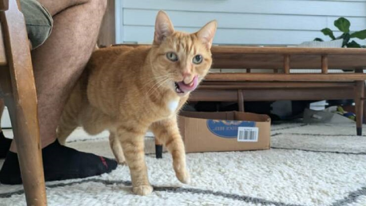 "My friend's cat regularly has differently sized pupils"