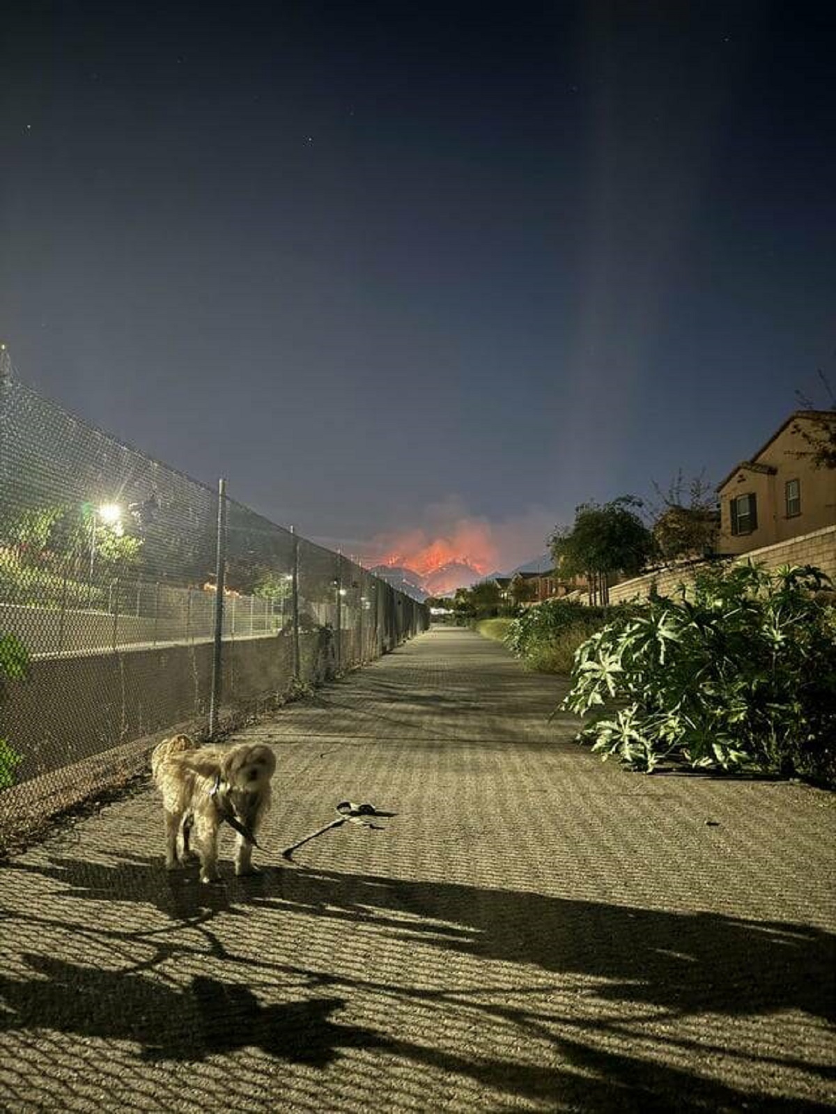 "My dog, on a walk, California wildfire burning behind him…"