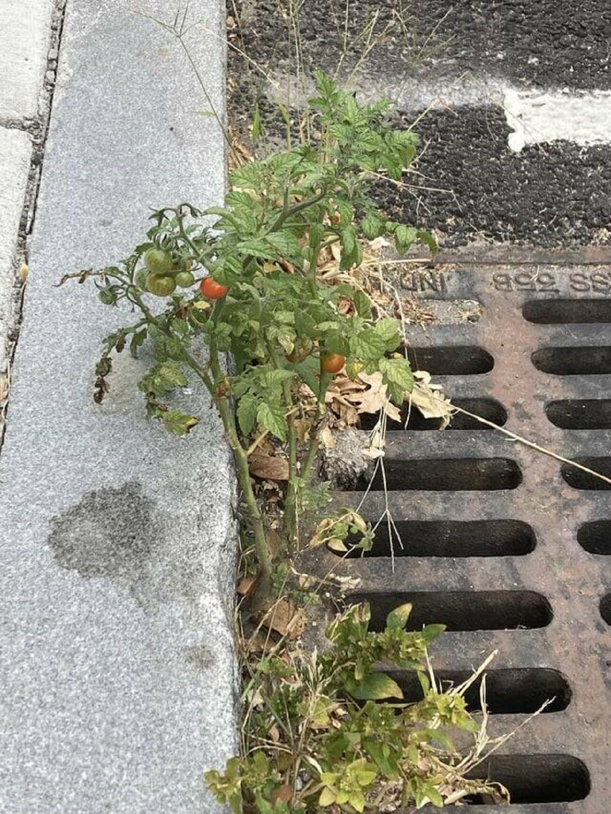 "Tomato plant growing at a storm drain"