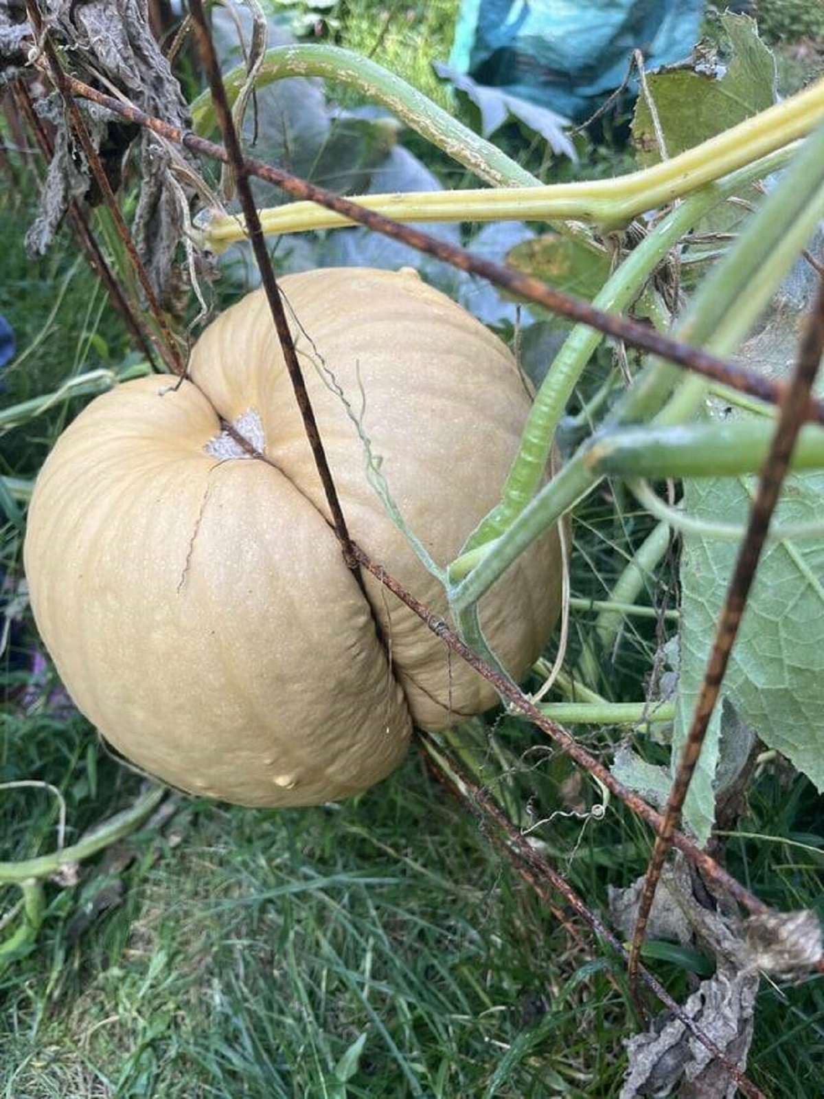 "This pumpkin grew into our fence."