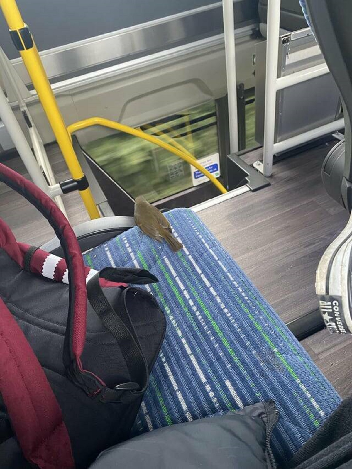 "A bird has landed beside me on the bus."