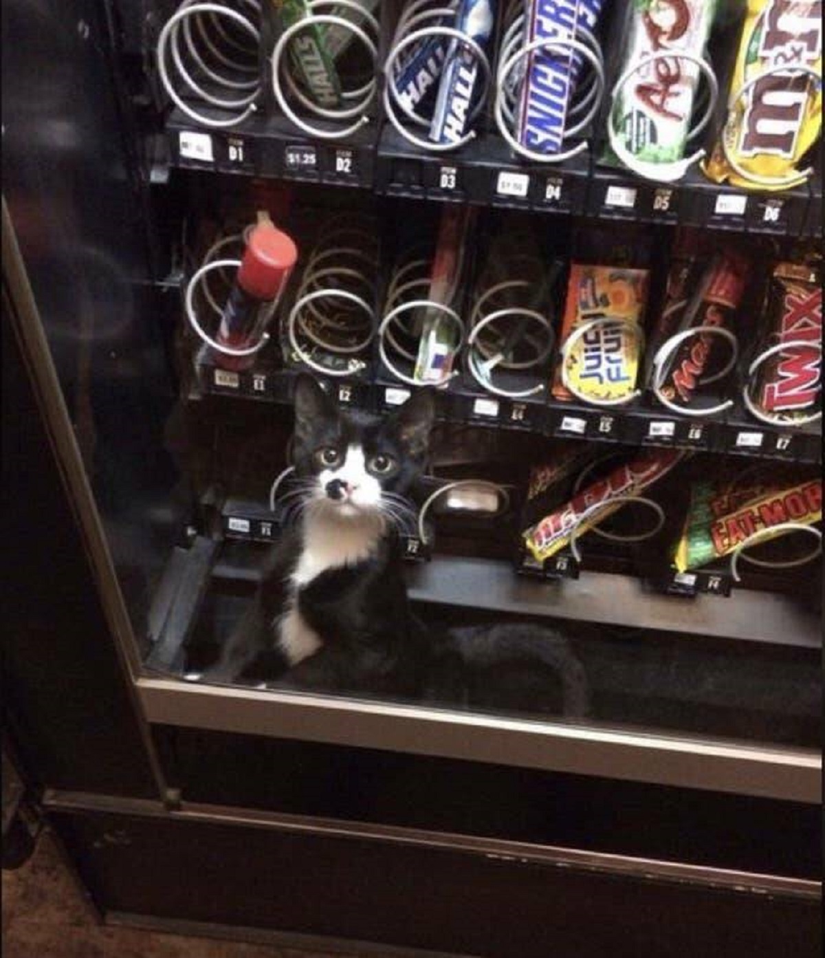 And lastly, this kitten didn't get that squeezing into this vending machine was a big, big, big mistake: