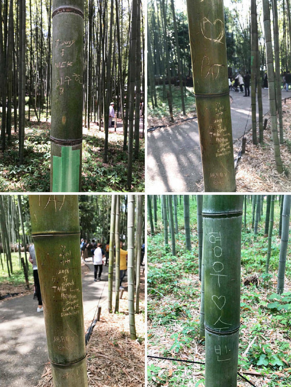 "Graffiti On The Bamboo In The "Bamboo Walking Path""

"Such bamboo has to be cut and disposed of, and the bamboo is decreasing steadily. At this rate, we will lose the beautiful bamboo forests that people come to see from all over the world."