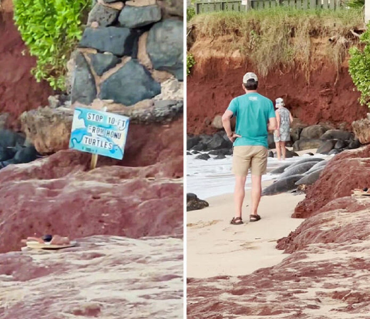 outcrop - Stop 10 Ft Erod Honu Turtles