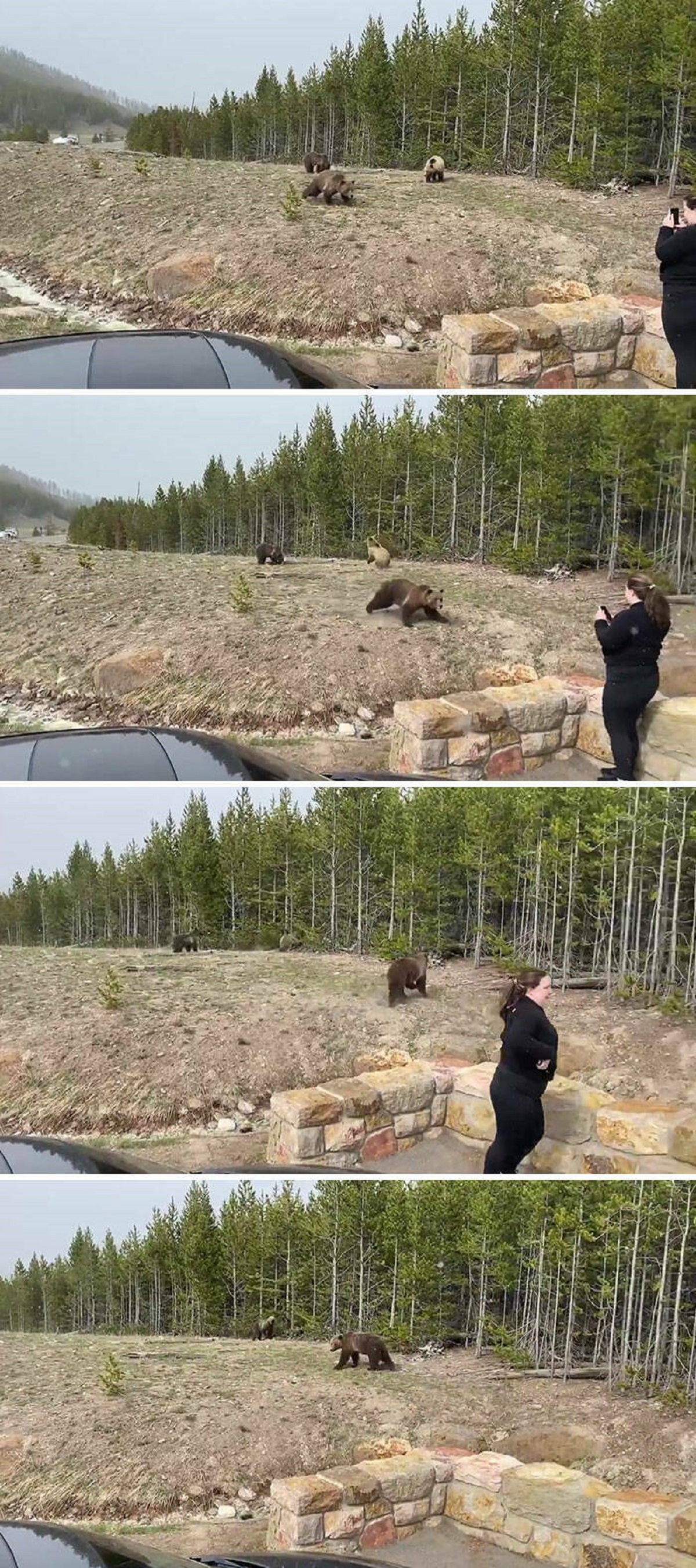 american black bear