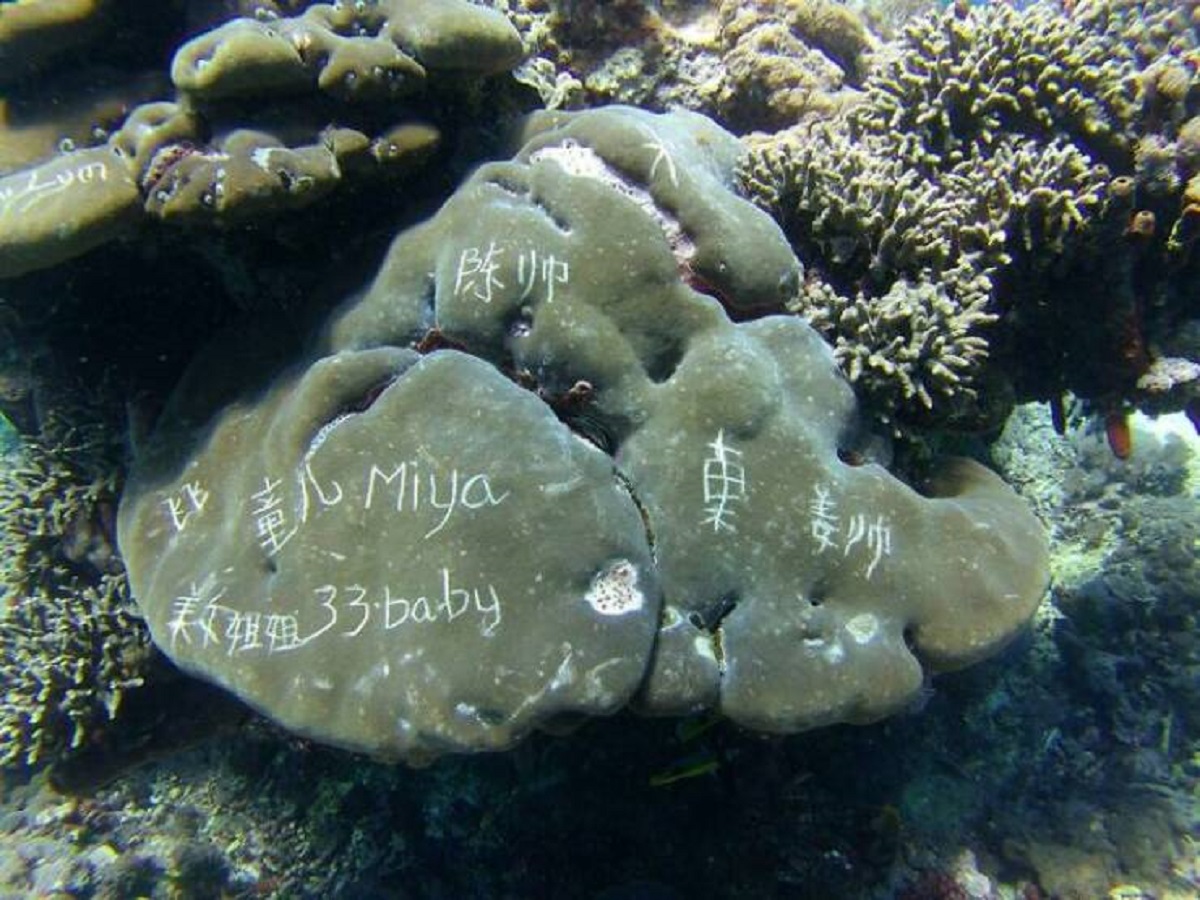 people writing on coral reefs