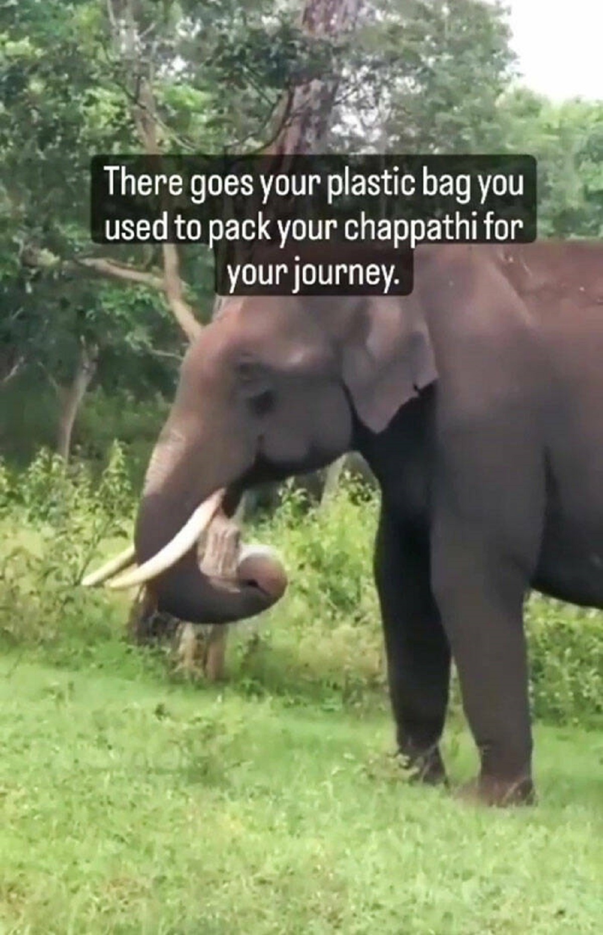 indian elephant - There goes your plastic bag you used to pack your chappathi for your journey.