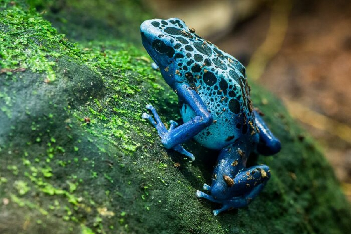 Poison dart froggis obtain their toxin by eating poisonous bugs, like fire ants. When you feed them crickets and such they are perfectly safe to handle .