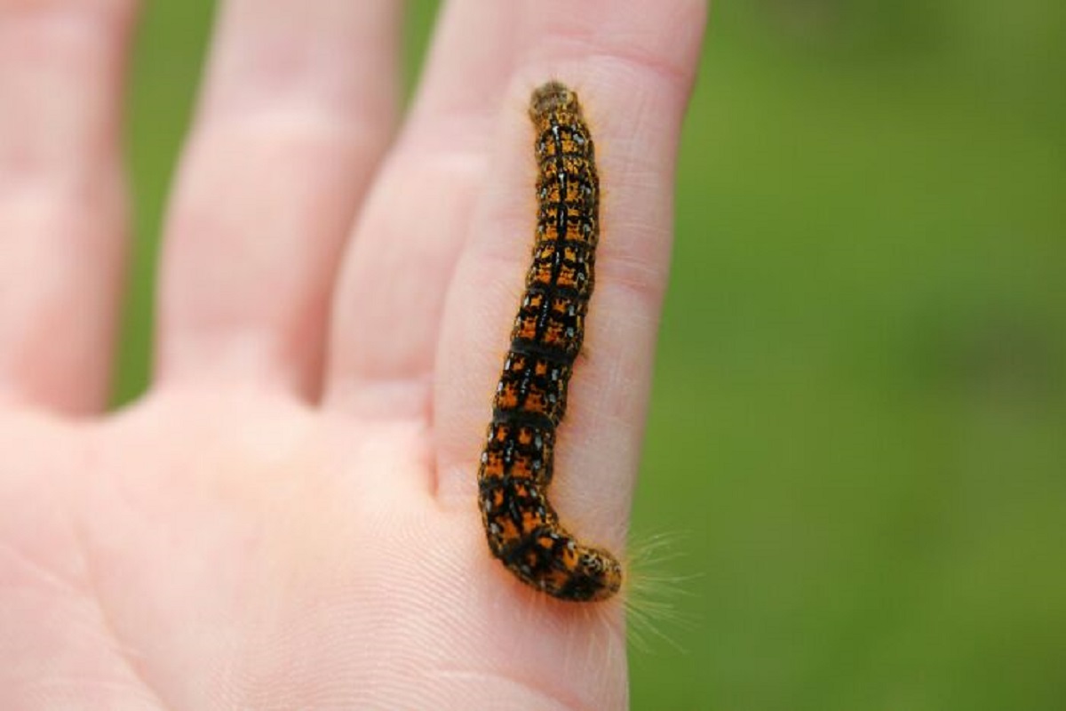 A caterpillar doesn’t just grow wings on its wiggly body. Inside its cocoon, it breaks down into a gooey substance, keeping only a few key parts. From this “goo,” its body is rebuilt into a butterfly, complete with wings.