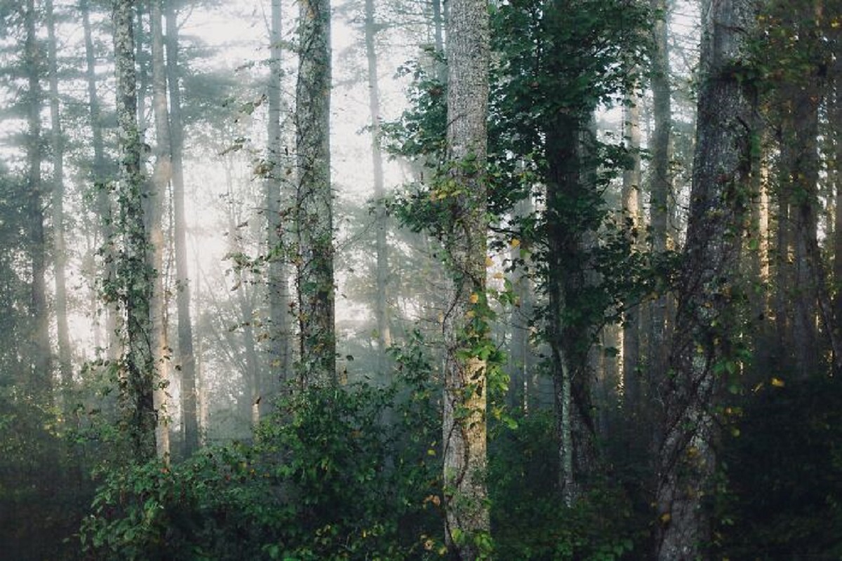 Trees get the vast majority of their mass from the air. All that wood? That was once air and sunlight.