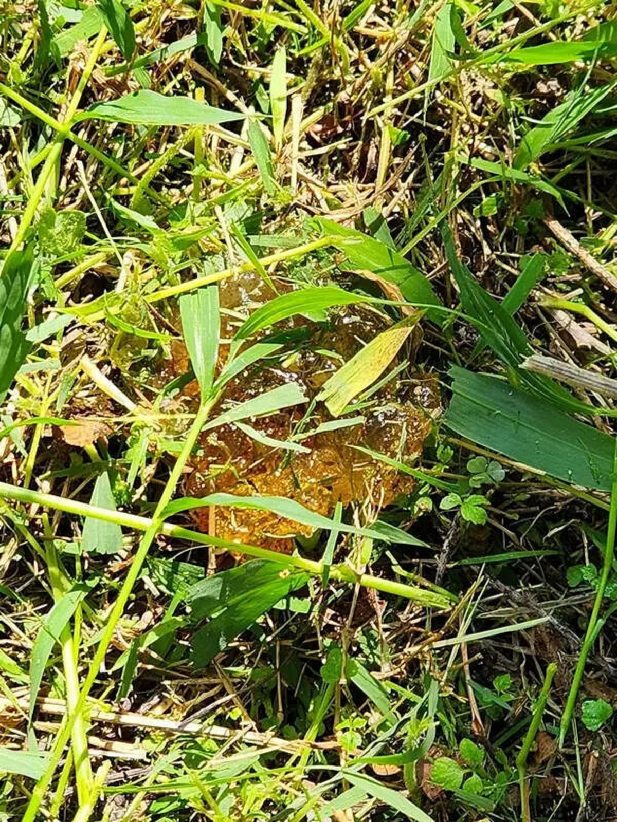 "This orange, moist goo found under some tall grass"

A: “This is slime mold.”