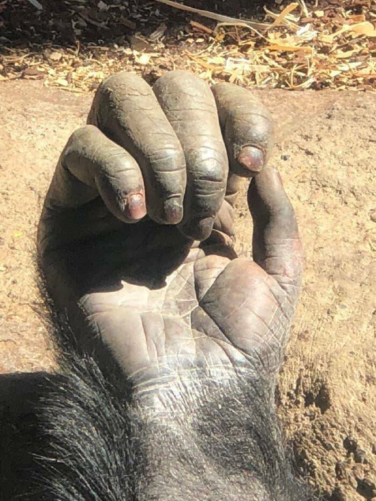 This is what a chimpanzee's hand looks like up close: