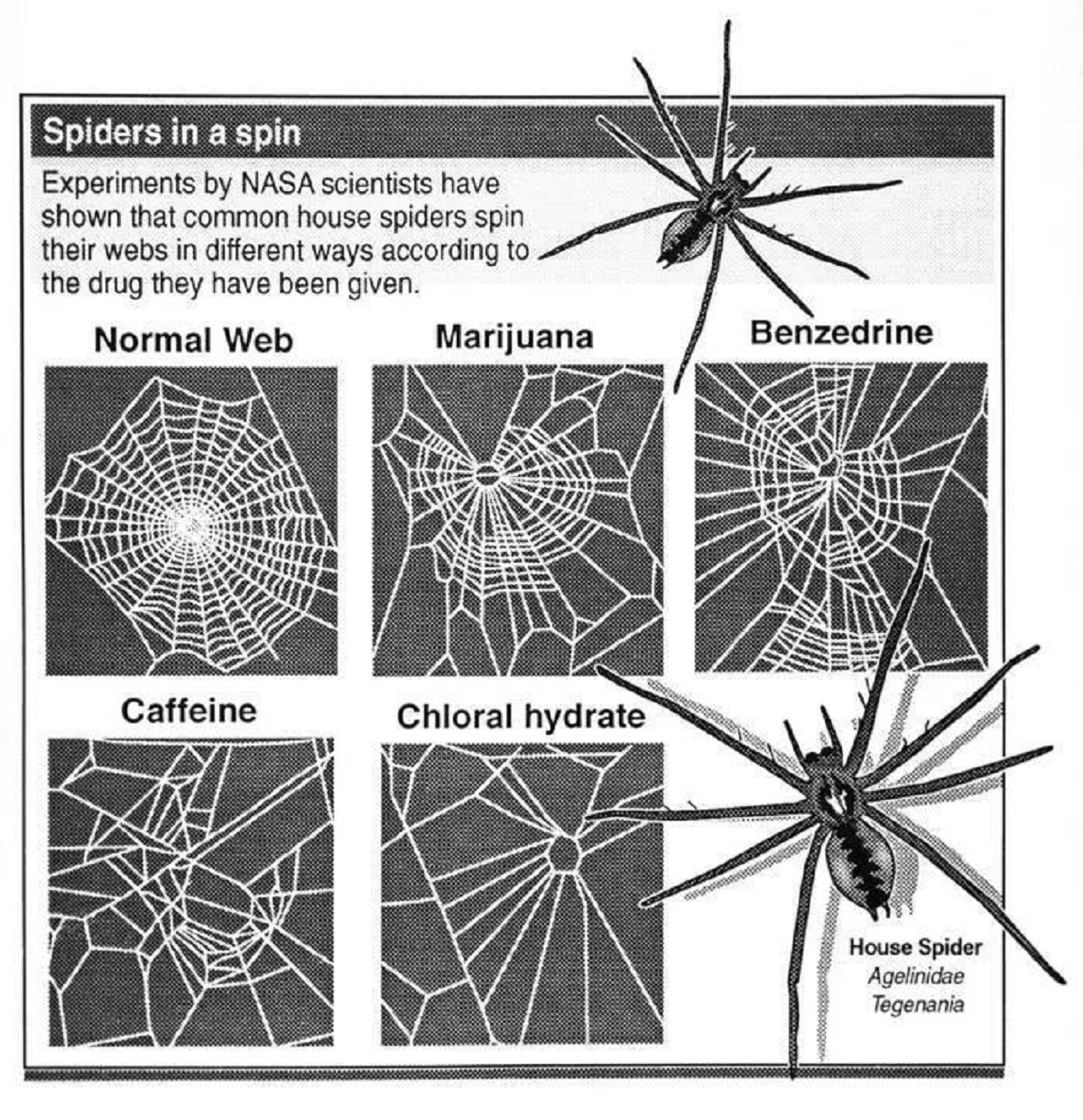 NASA gave some spiders a bunch of different drugs and recorded how it changed the way they made webs: