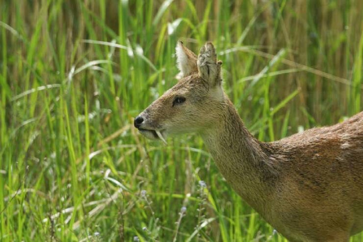 This is a Chinese Water Deer, a deer that evolved to have tusks instead of antlers: