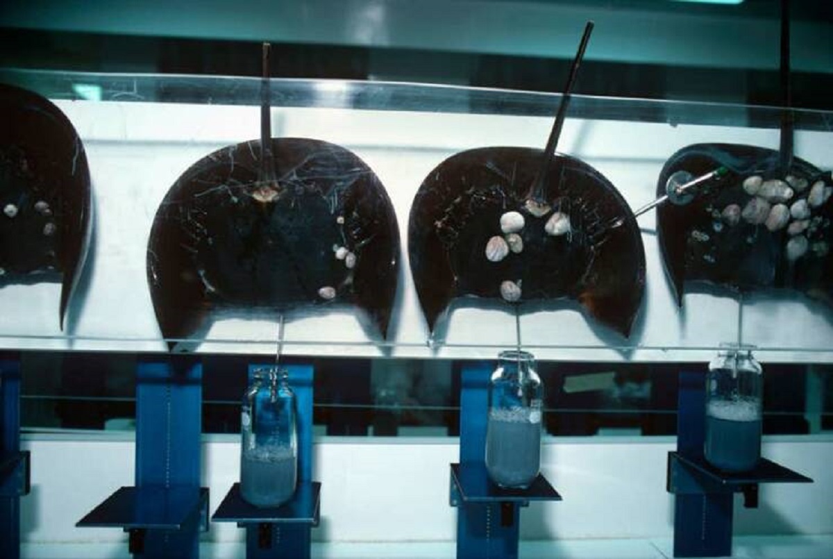 Horseshoe crabs have blue blood that's harvested for medical testing: