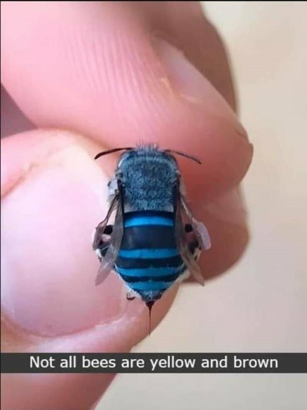 Some bees are blue: