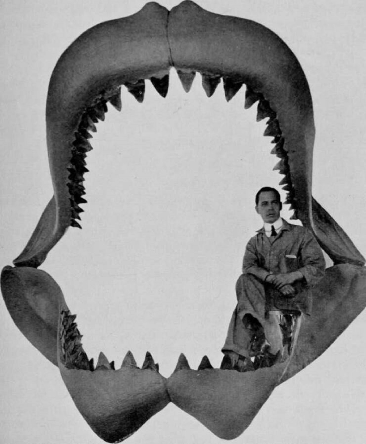 And here's how big the jaws of the Megalodon were compared to a human: