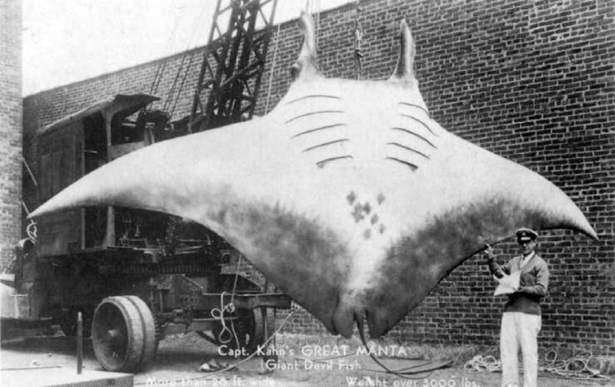 In 1933, A.L. Kahn caught a 5,000-pound manta ray off the coast of Florida: