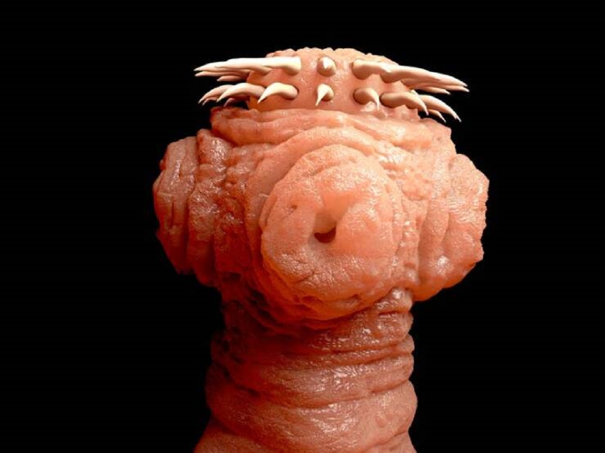 This little old thing of unimaginable horrors is a tapeworm under a microscope: