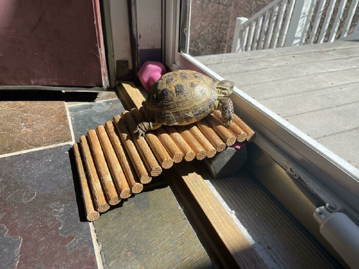 Tortoise Needed A Viewing Platform/Ramp