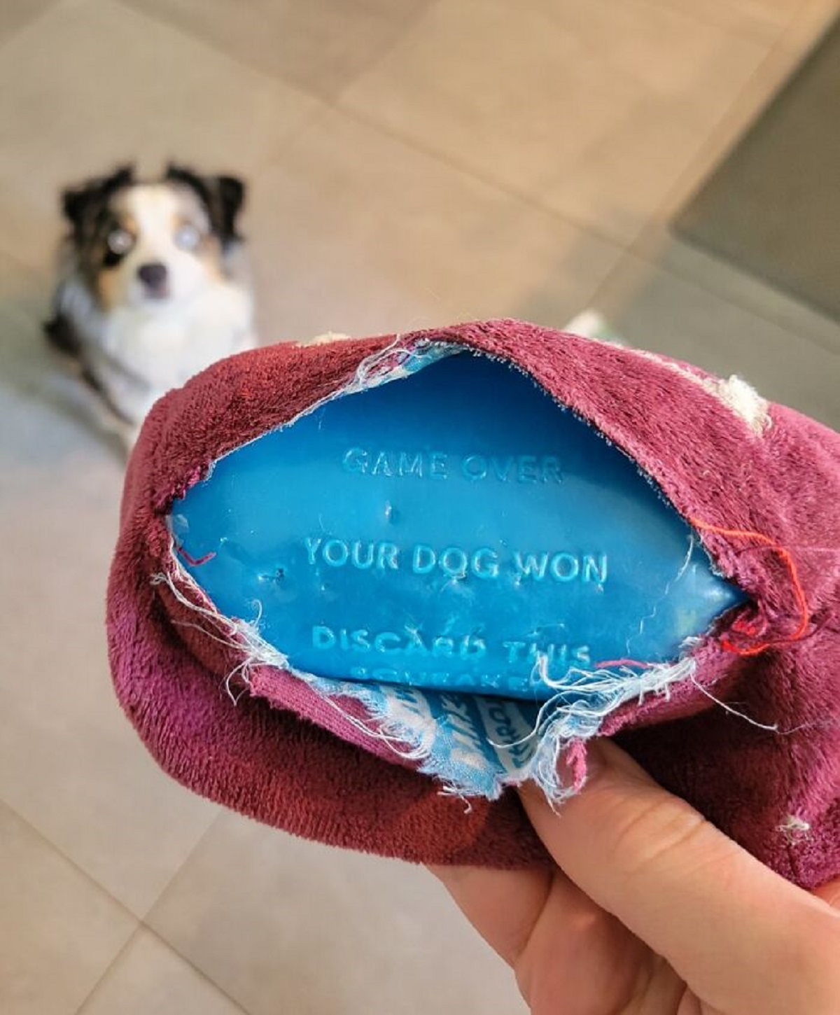 Secret Message Inside My Dog's Squeaker Toy