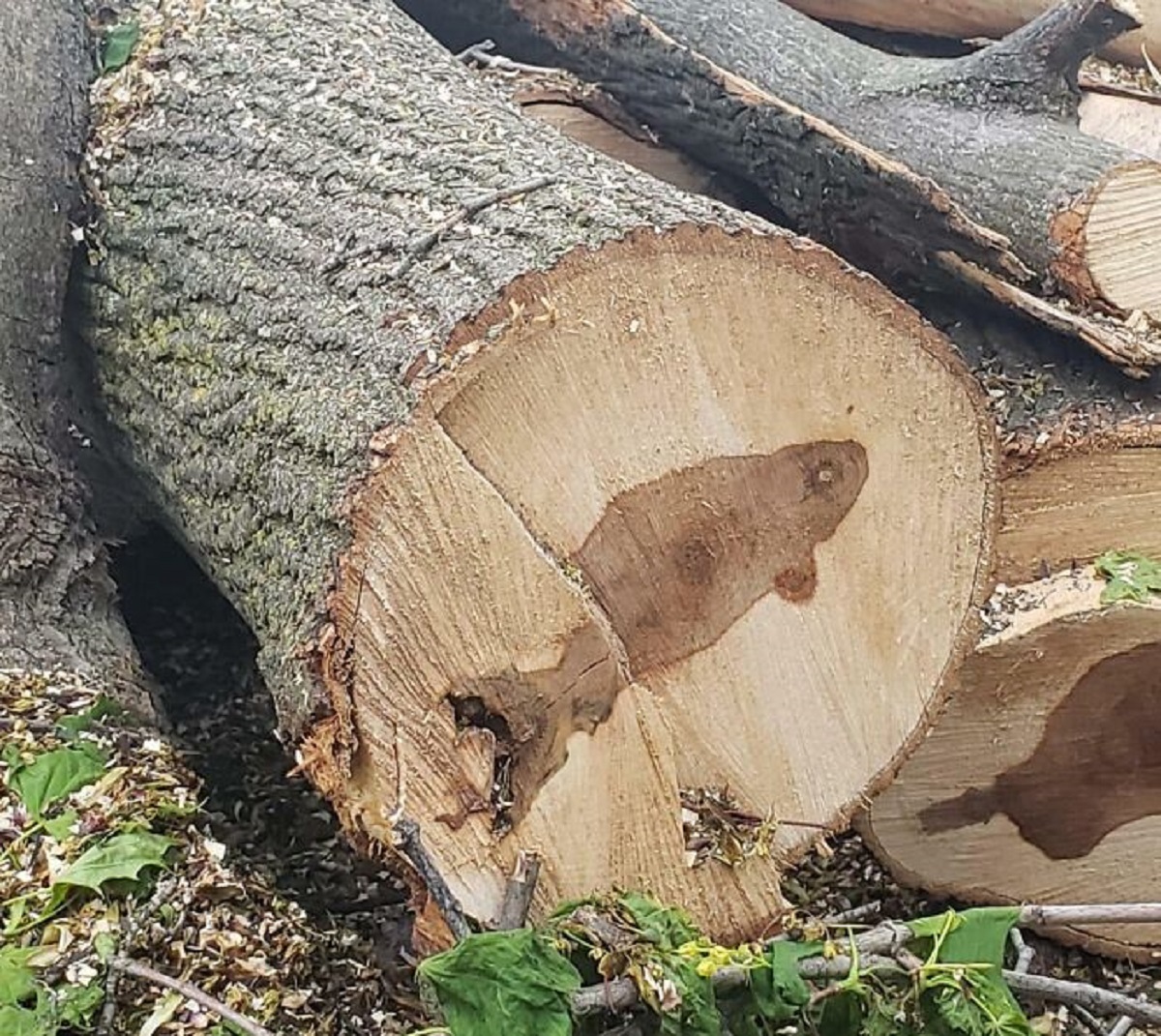 The Inside Of This Tree Looks Like A Fish