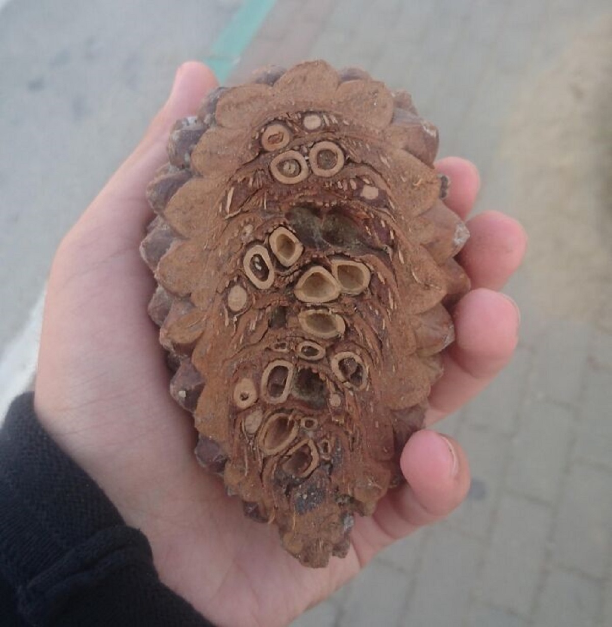 The Inside Of A Pine Cone