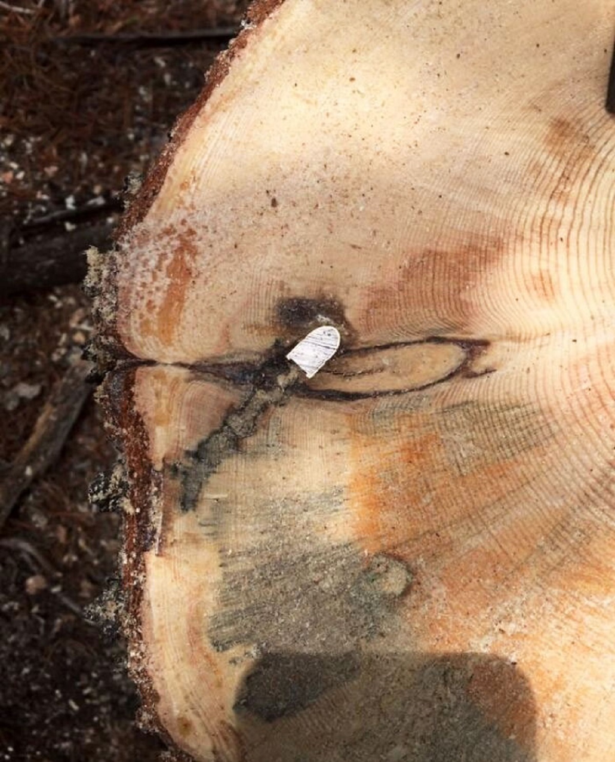 A Bullet That Got Stuck In A Tree A Long Time Ago