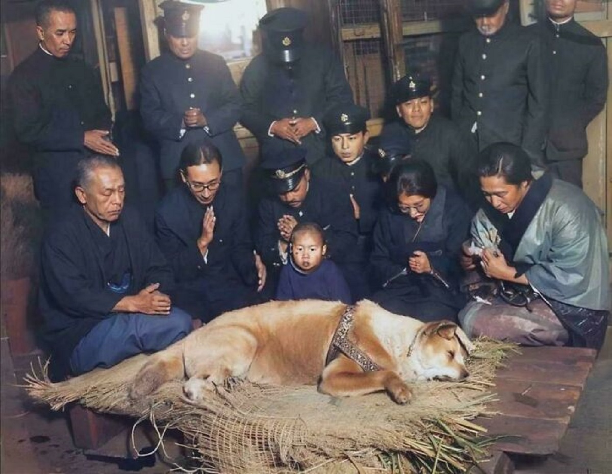 hachiko dog