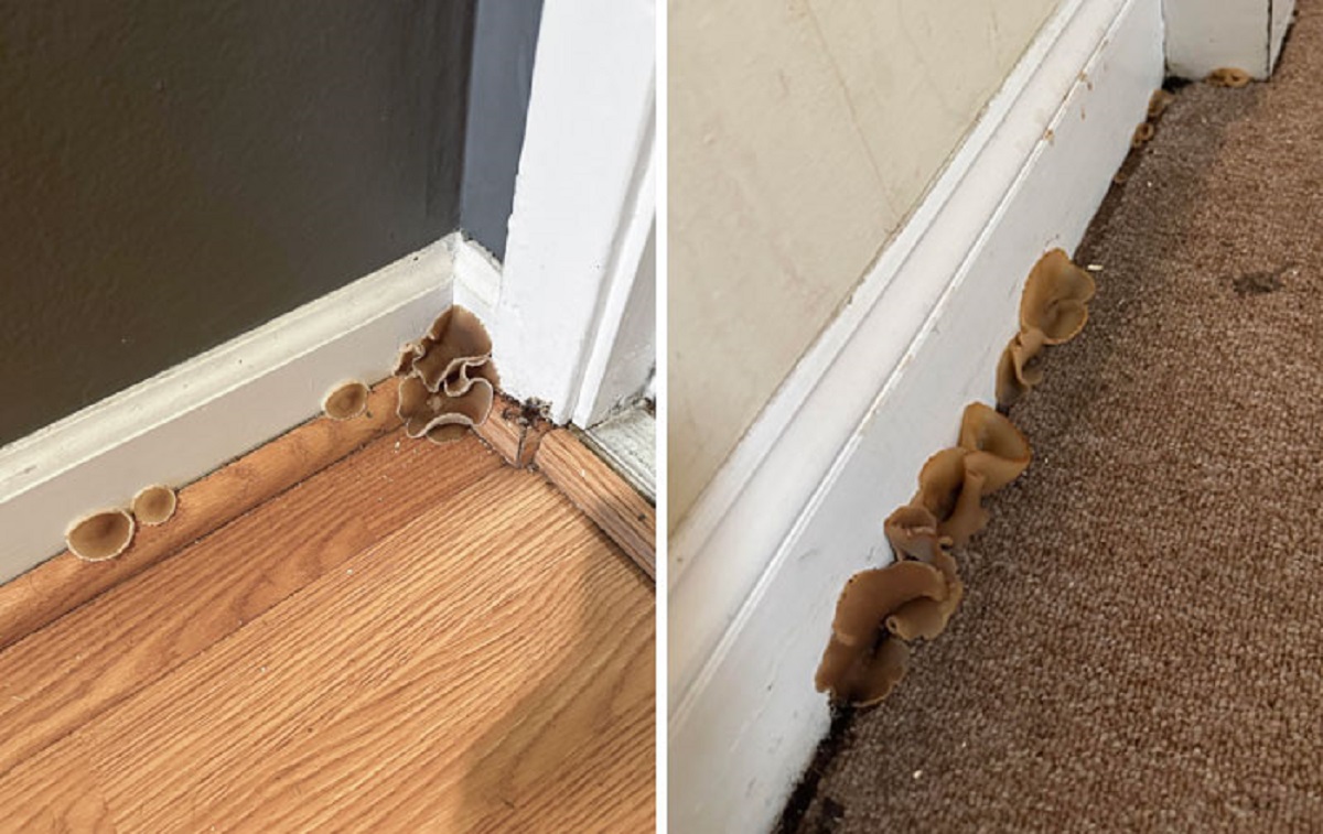 Have Fungi Growing In My Apartment, Pretty Sure There’s Black Mold Hidden Too. What Are My Options?