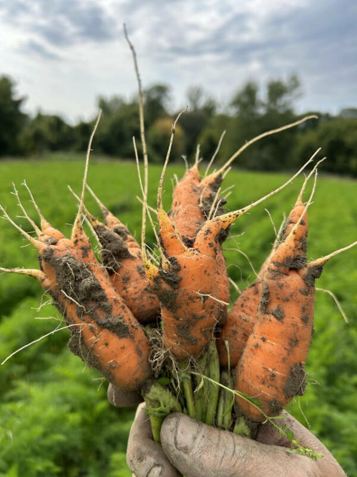 “We grew a half acre of carrots that all turned out like this (15,000 lbs) Bad weather and heavy soils conspired against us on the first planting of carrots on our farm. We’ve got many tons of unmarketable carrots now.”