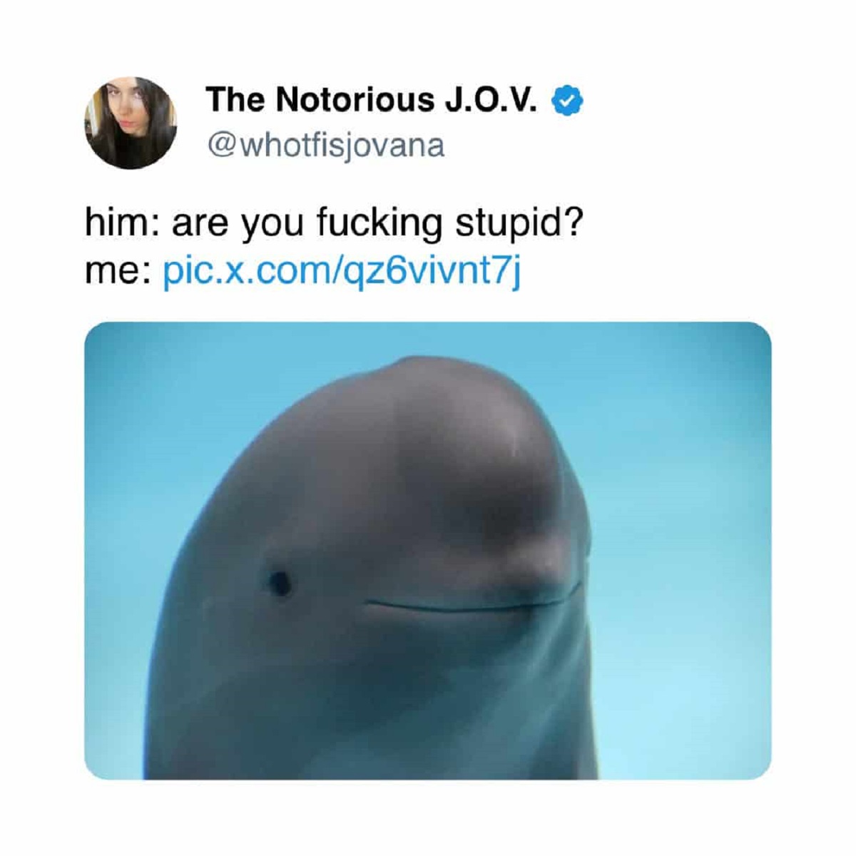 beluga whale - The Notorious J.O.V. him are you fucking stupid? me pic.x.comqz6vivnt7j