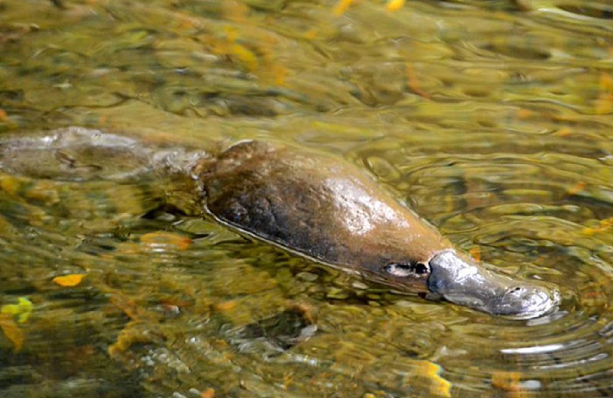 Platypuses (male) are venomous.