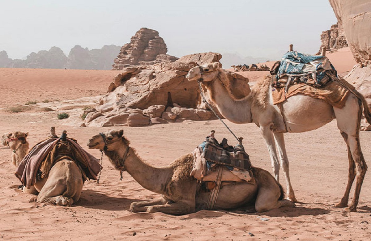 Saudi Arabia is a net importer of sand and camels.