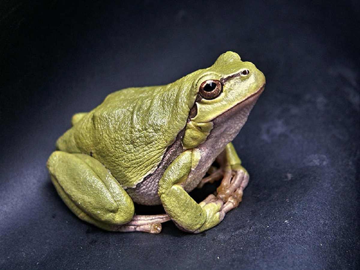 The chemicals in the water are turning the frogs gay.

Atrazine, a chemical produced by the pesticide company Syngenta has been proven to mess with the endocrine system of frogs and turn them into hermaphrodites and can even cause them to display homosexual behavior, preferring the company of other male frogs rather than females ones.

It can also cause prostate cancer and birth defects and is in the drinking water of several states, so yeah, there's that too.