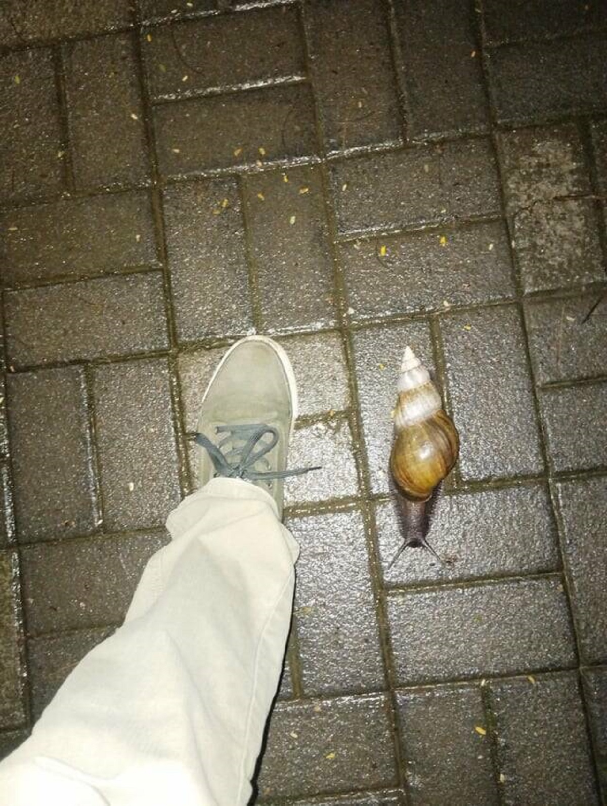 "Big snail I found. Foot for scale"