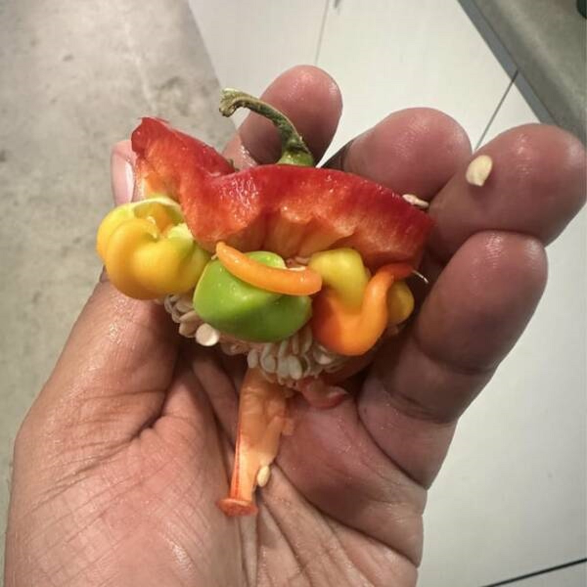 "Different coloured peppers growing inside big pepper."