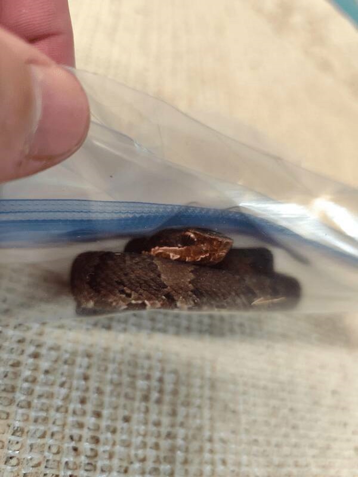 “This incredibly lucky genius managed to get a juvenile cottonmouth into a plastic bag”